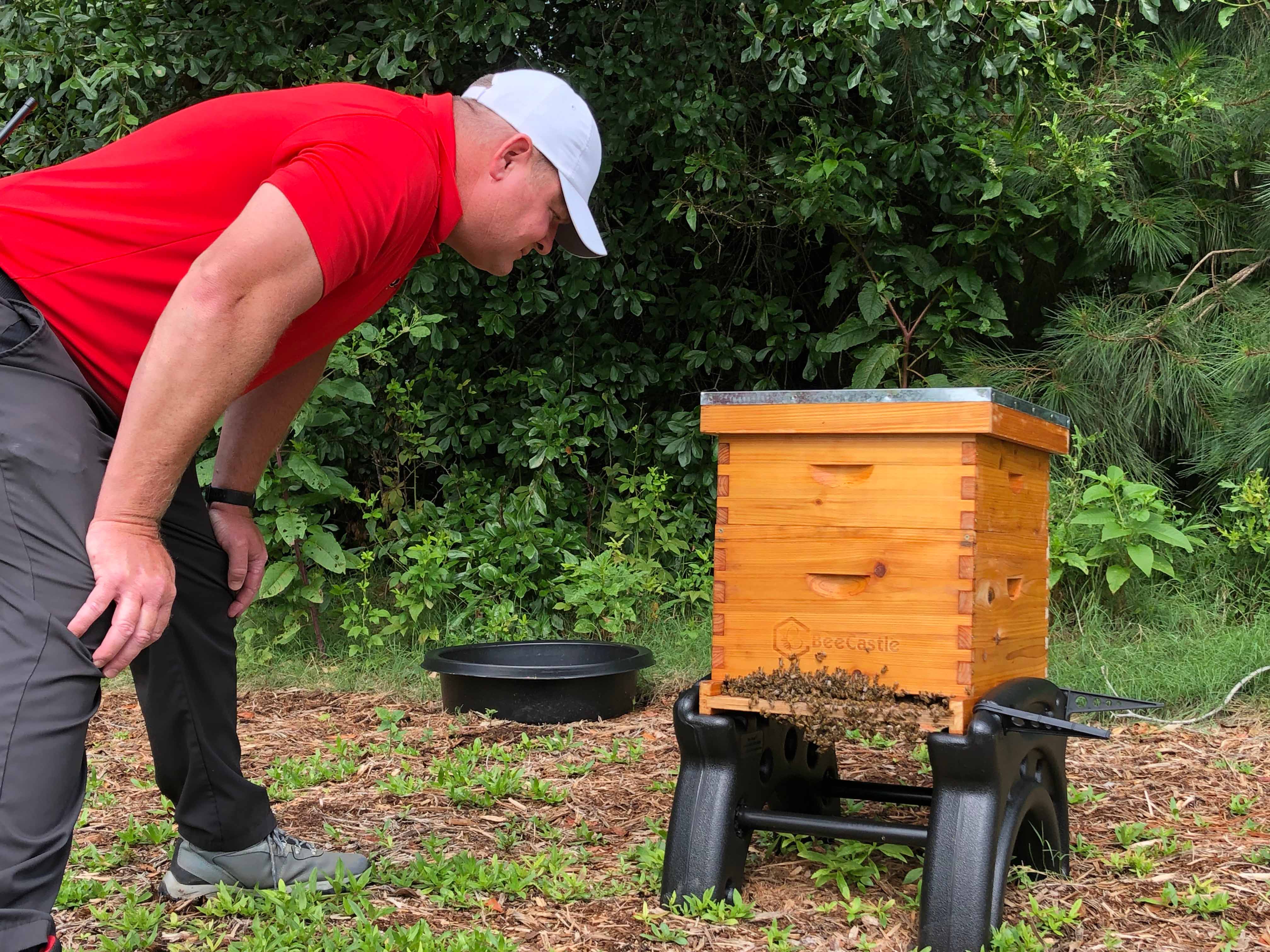 A man wearing a red shirt a white hat bends over to view a bee hive box with bees crawling on the outside.